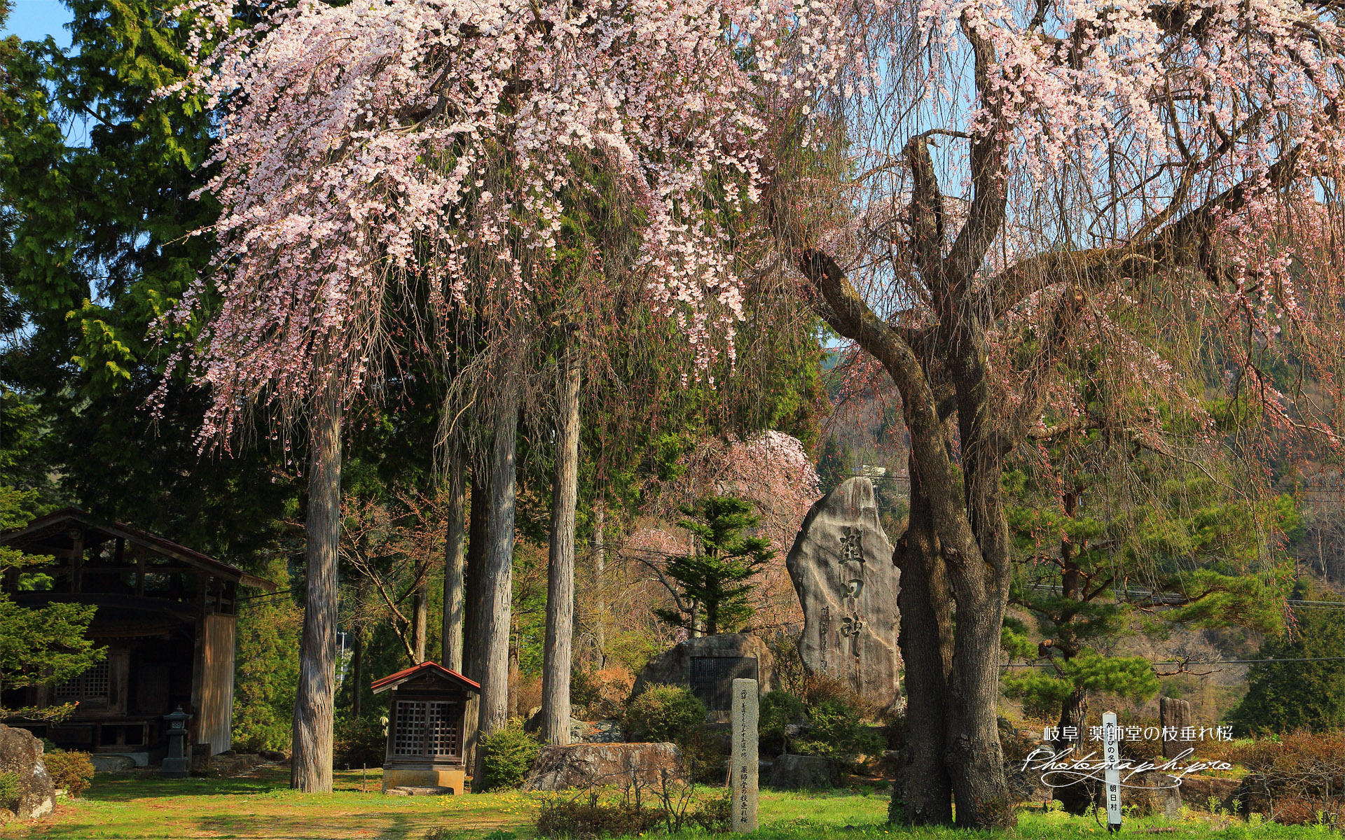 薬師堂の枝垂れ桜
