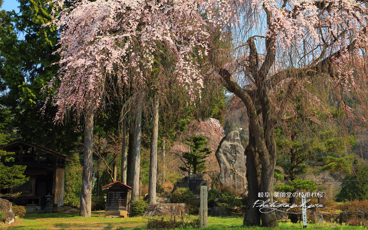 薬師堂の枝垂れ桜 壁紙