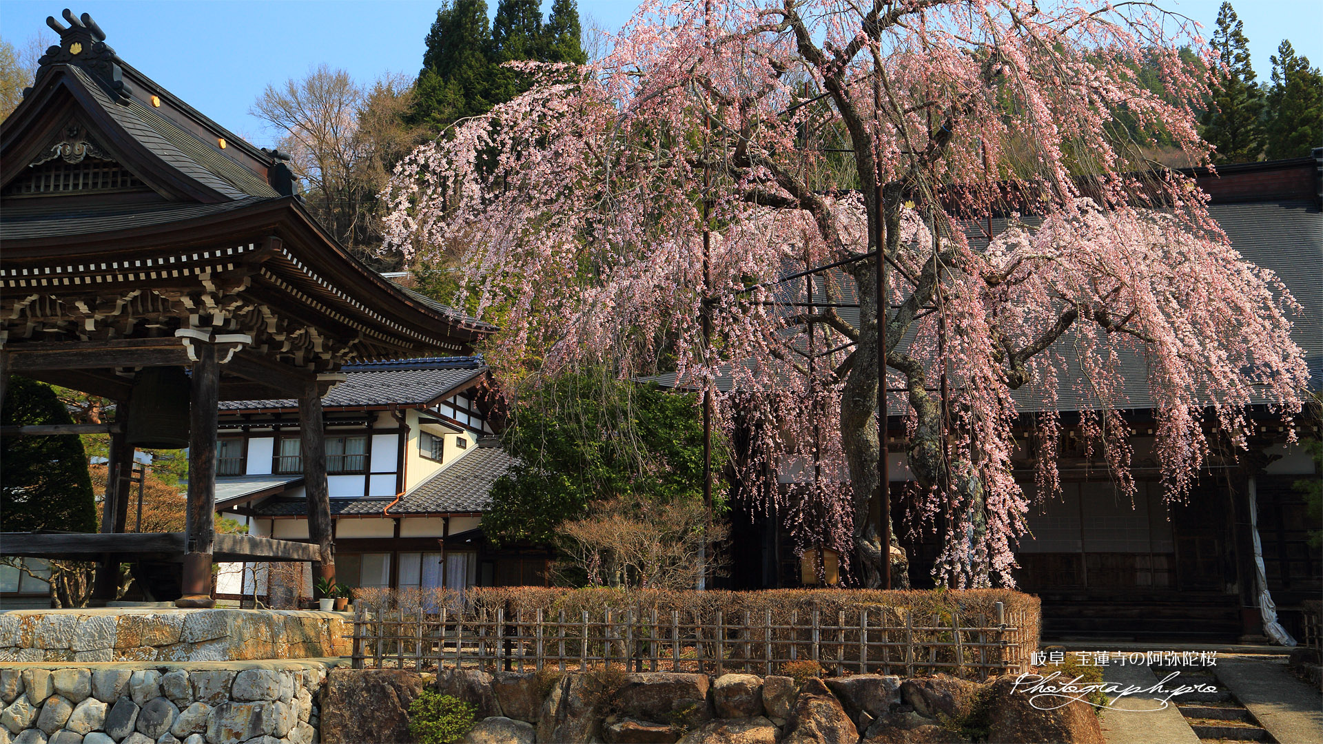 宝蓮寺のしだれ桜