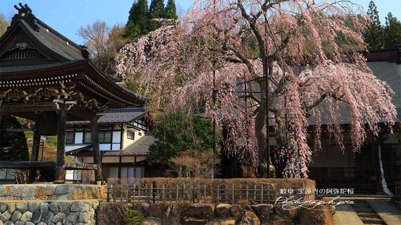 宝蓮寺のしだれ桜 壁紙