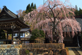 宝蓮寺の阿弥陀桜