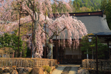 宝蓮寺の阿弥陀桜