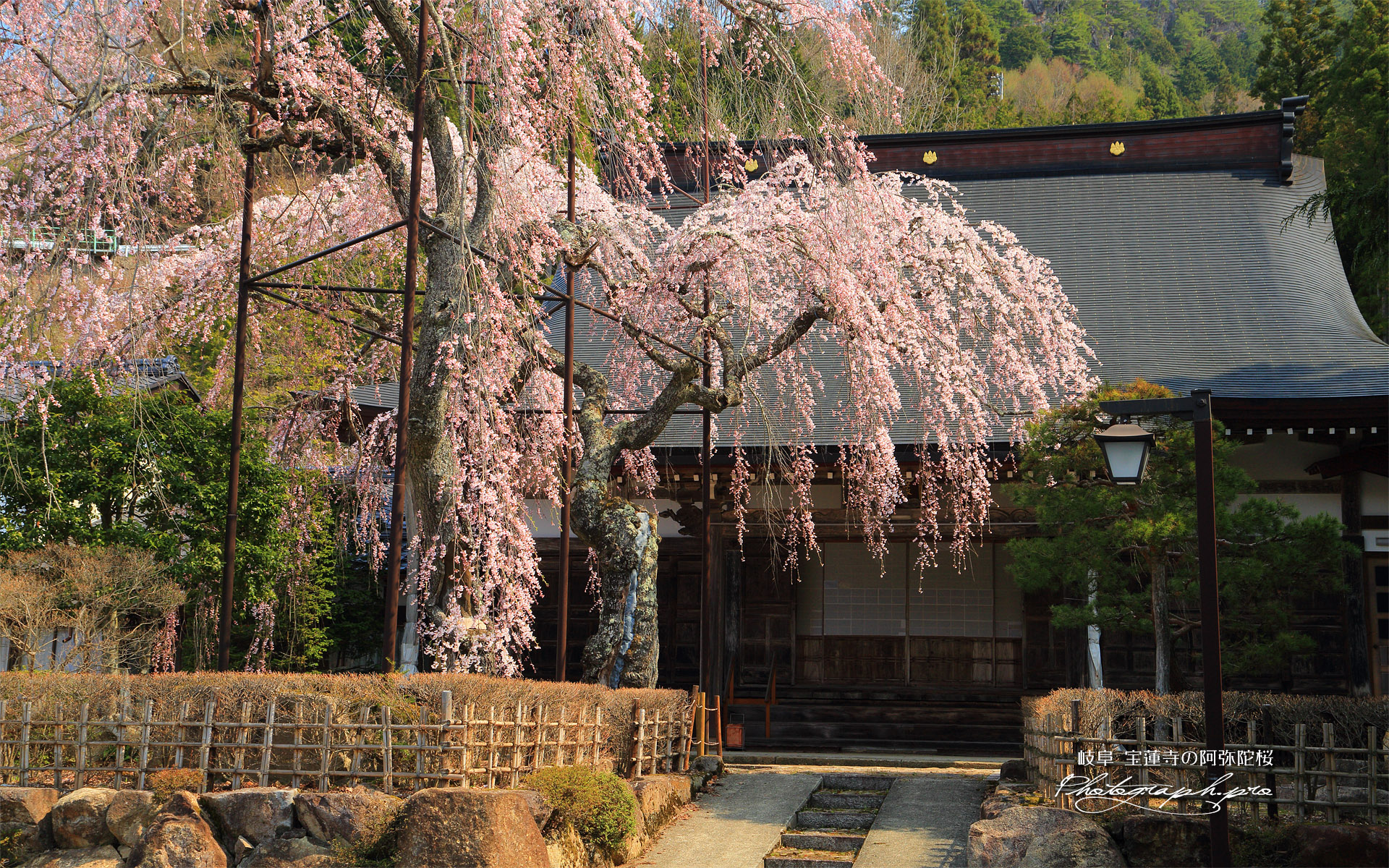 宝蓮寺の阿弥陀桜