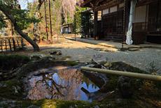 宝蓮寺の阿弥陀桜
