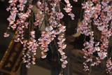 宝蓮寺の阿弥陀桜