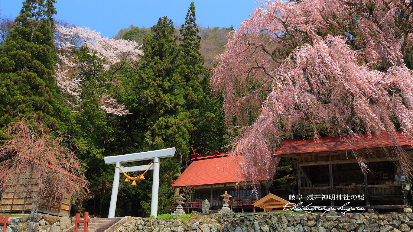 浅井神明神社の桜 壁紙