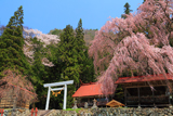 浅井神明神社の桜