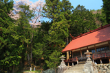 神明神社の山桜、榎