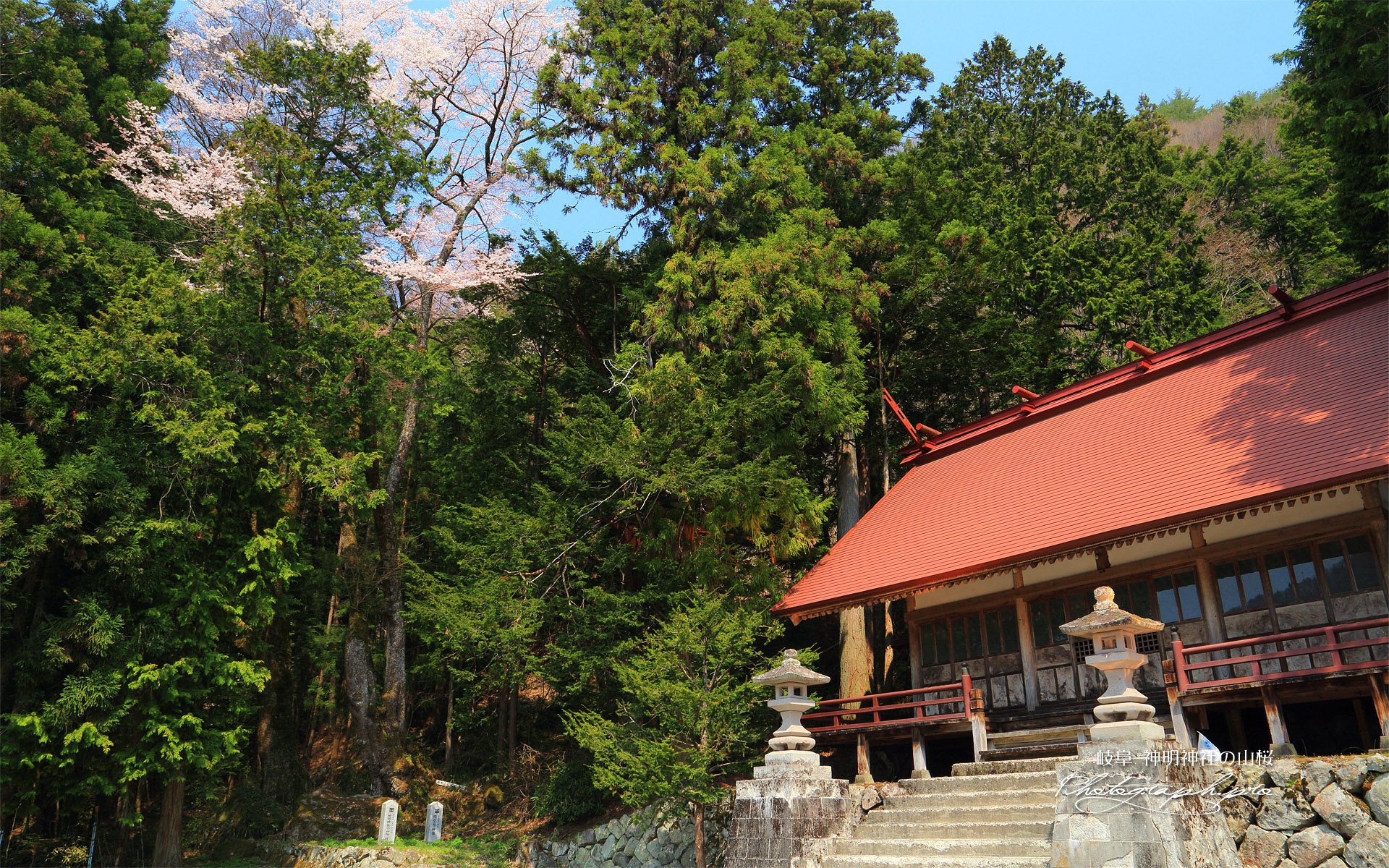 神明神社の山桜、榎