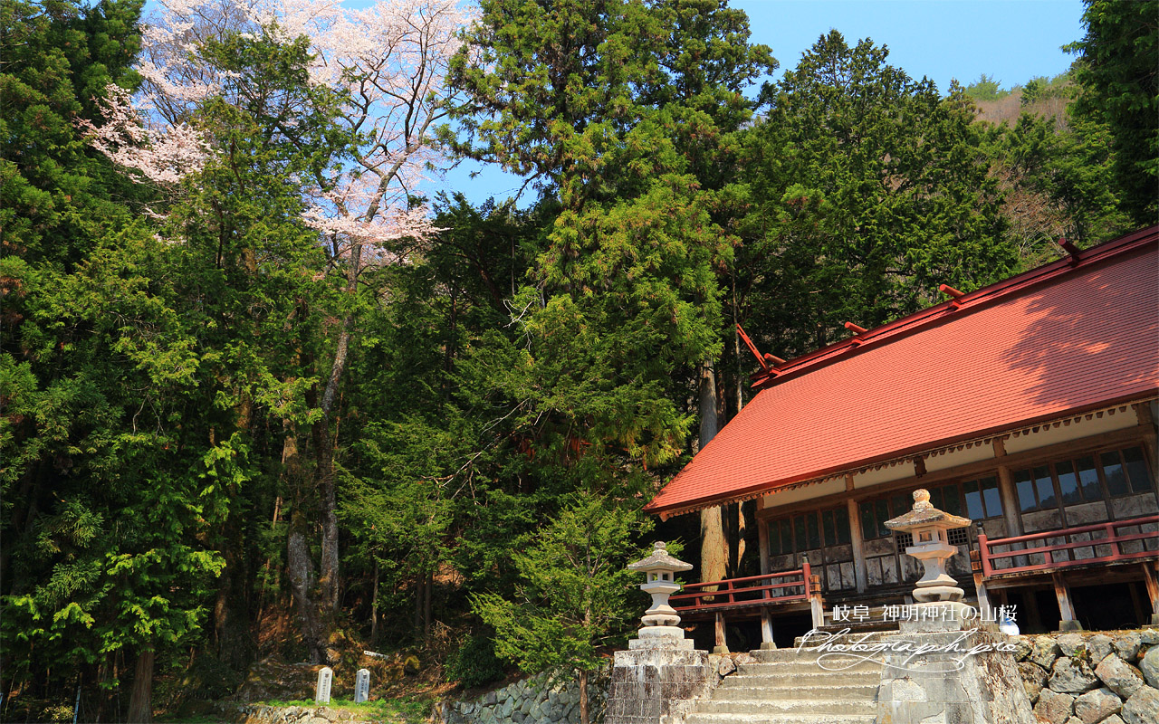 神明神社の山桜、榎 壁紙