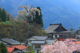 天神様のしだれ桜