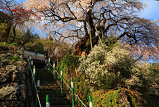 清南寺の夫婦桜