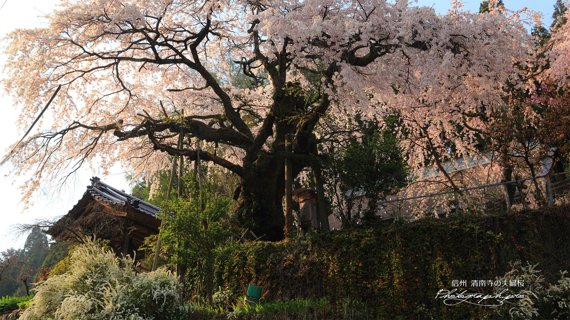清南寺の夫婦桜