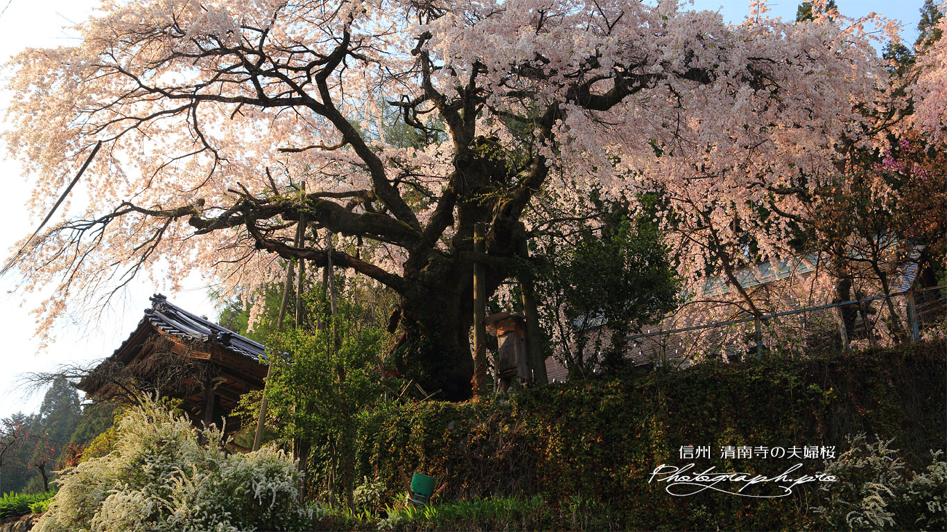 清南寺の夫婦桜 壁紙