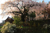 清南寺の夫婦桜