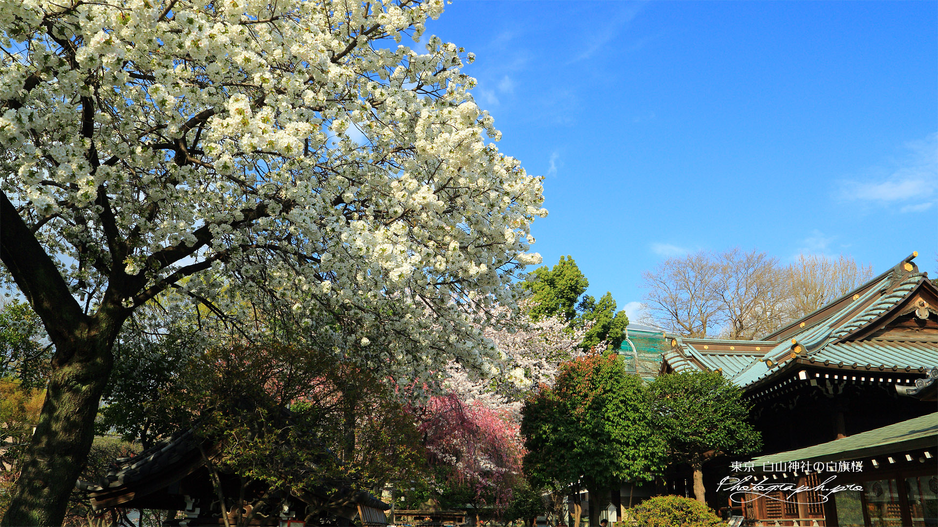 白山神社の白旗桜