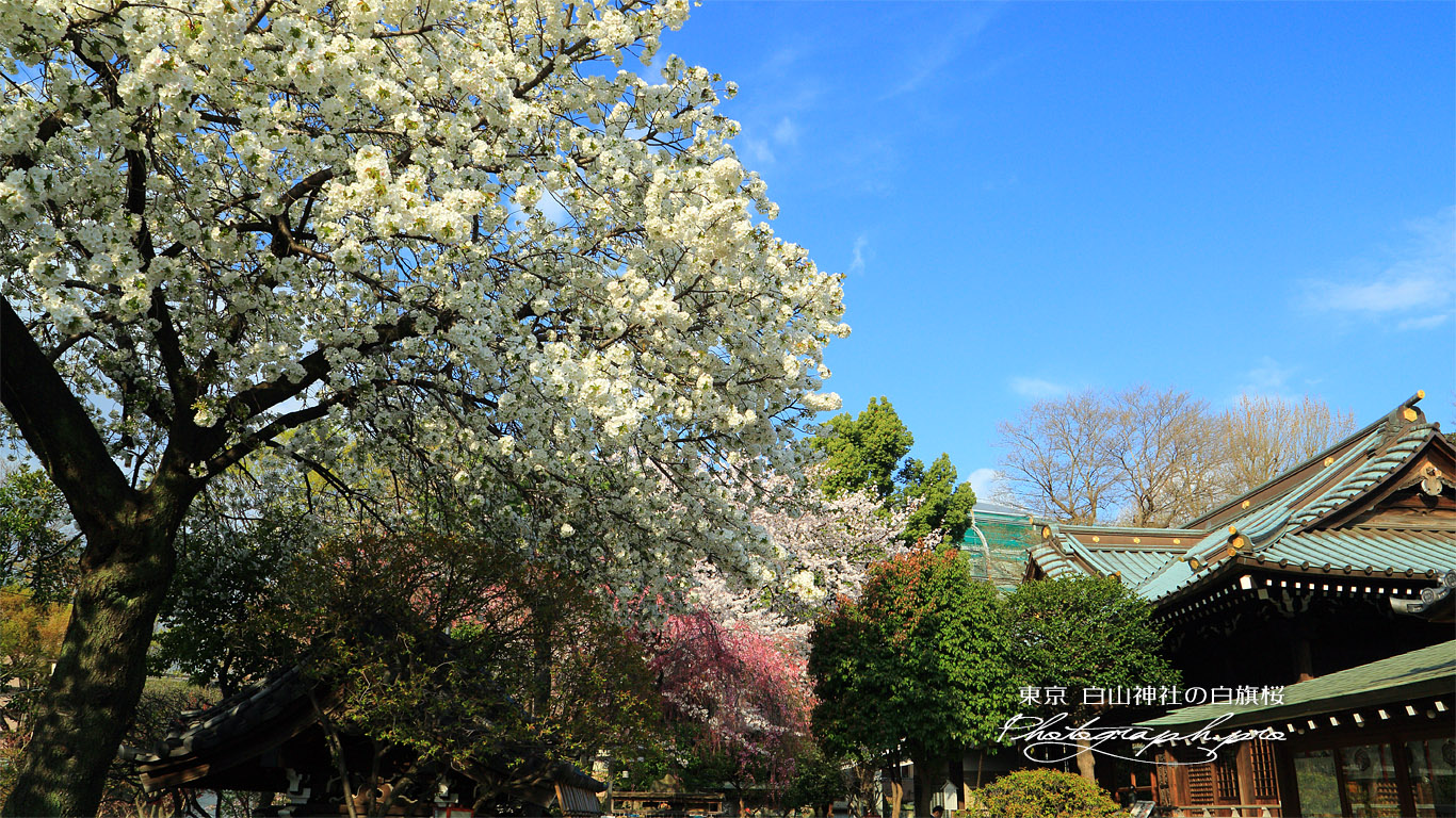 白山神社の白旗桜 壁紙