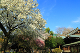 白山神社の白旗桜