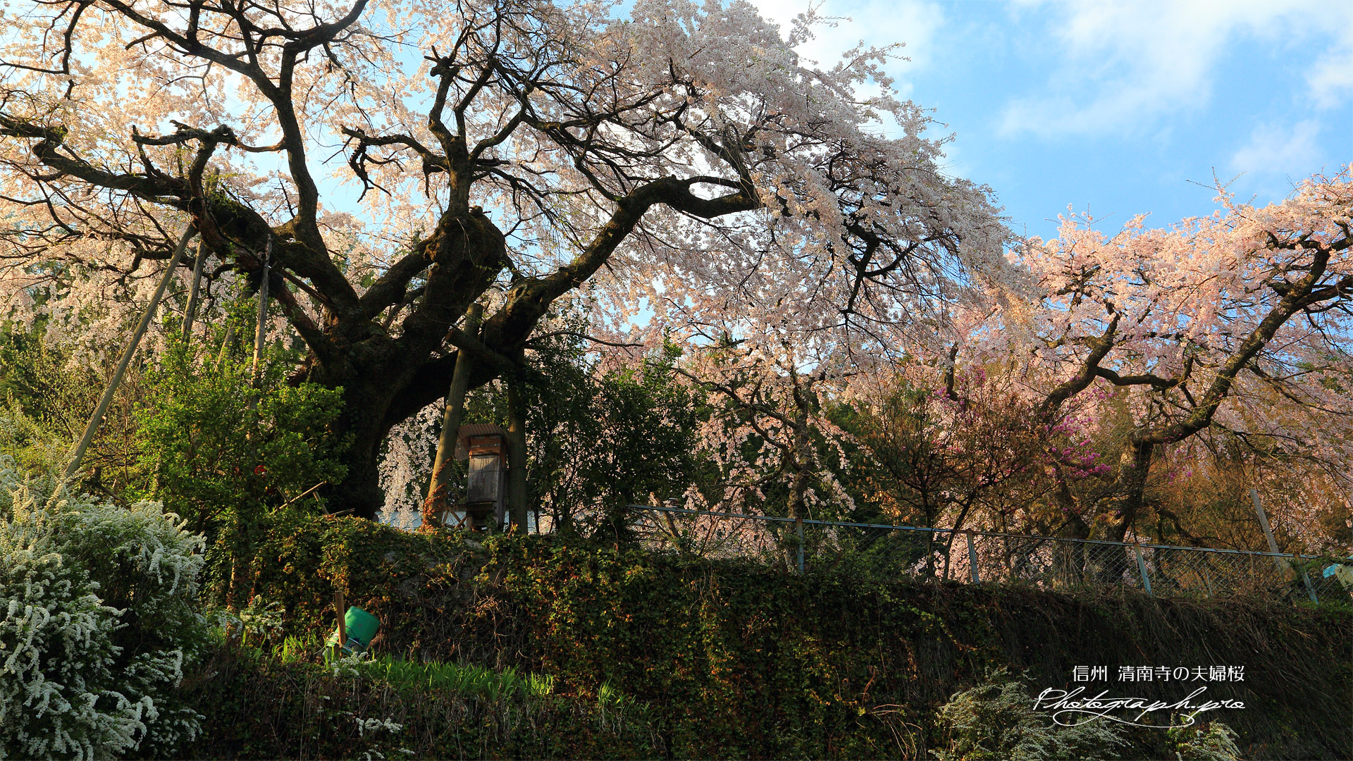 清南寺の夫婦桜
