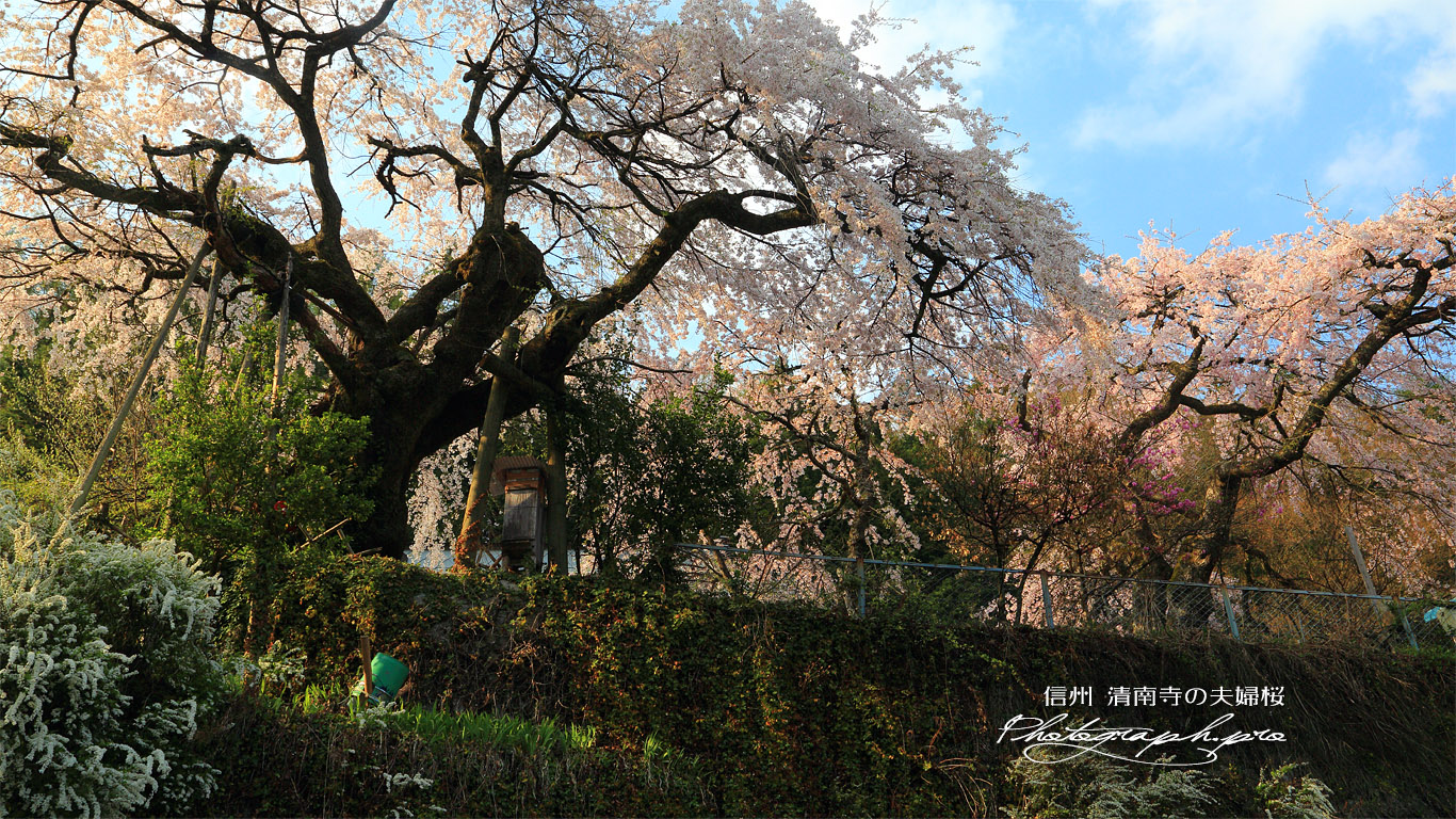 清南寺の夫婦桜 壁紙