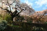 清南寺の夫婦桜