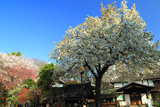 白山神社の白旗桜