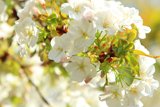 白山神社の白旗桜