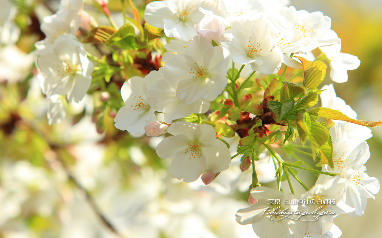 白山神社の白旗桜 壁紙