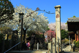 白山神社の白旗桜