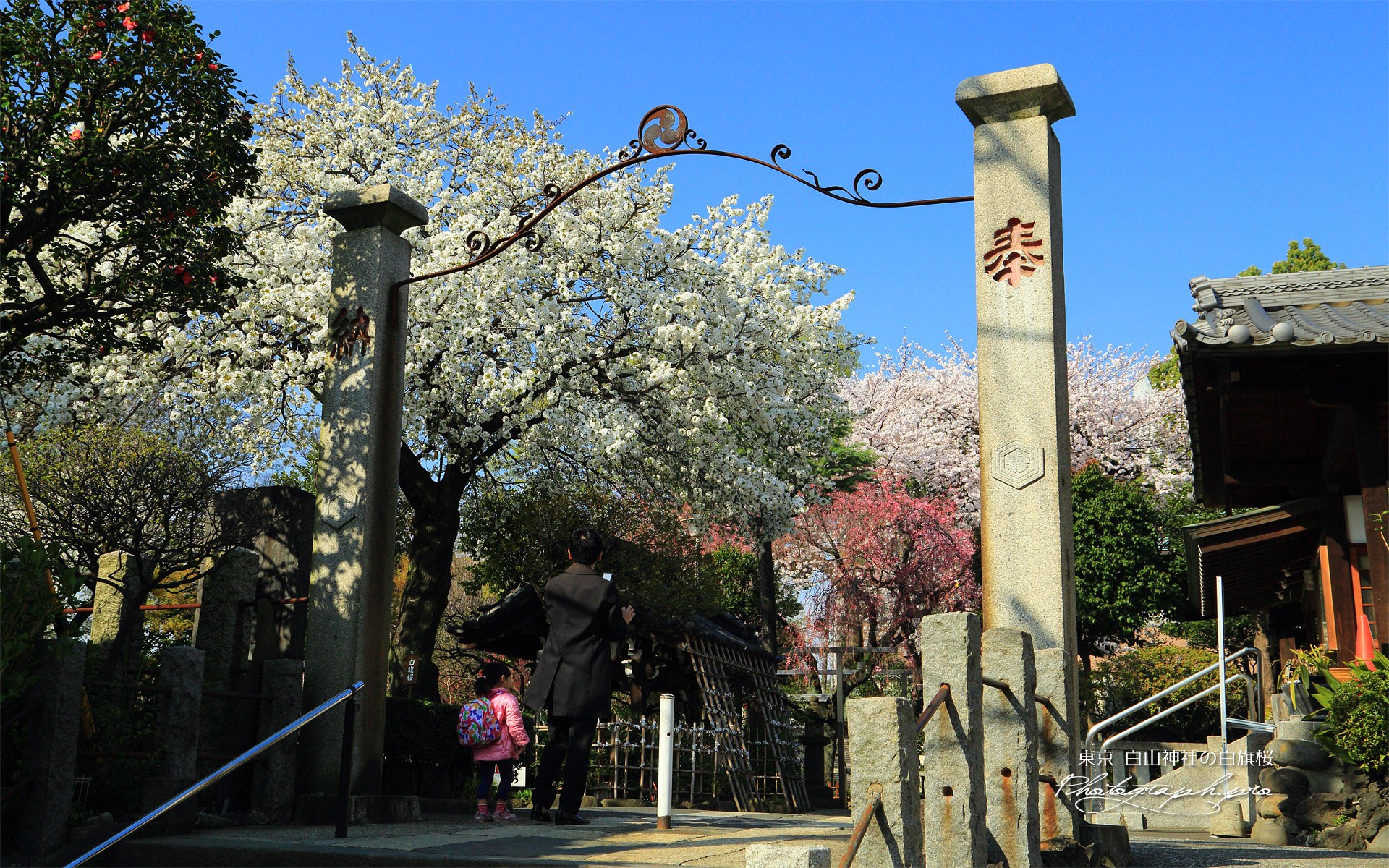 白山神社の白旗桜