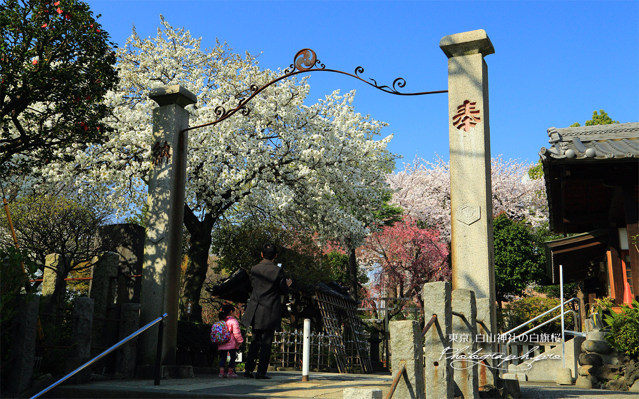 白山神社の白旗桜 壁紙