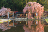 青屋神明神社の枝垂桜