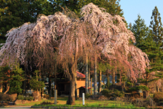 薬師堂の枝垂れ桜