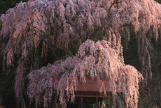 浅井神明神社の桜
