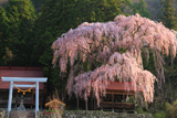 浅井の神明桜
