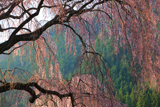 浅井の神明桜