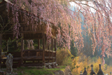 浅井神明神社のしだれ桜
