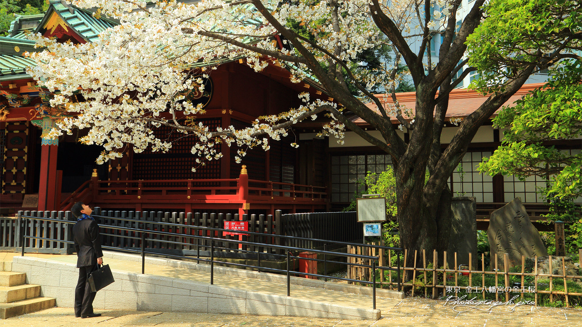 金王八幡宮の金王桜