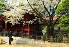 金王八幡宮の金王桜