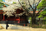 金王八幡宮の金王桜