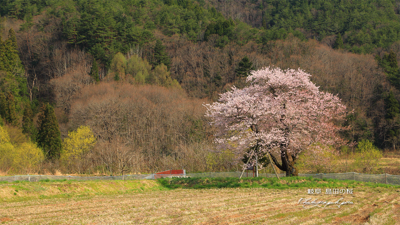 島田の桜 壁紙