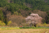 島田の桜