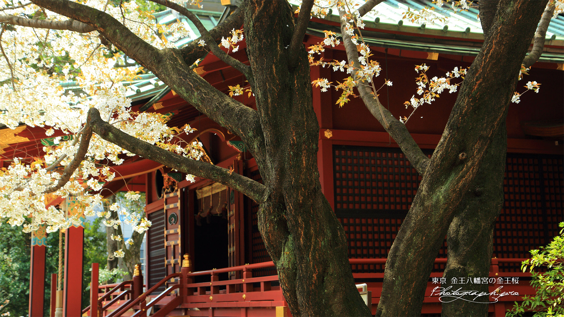 金王八幡宮の憂忘桜