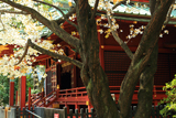 金王八幡宮の憂忘桜