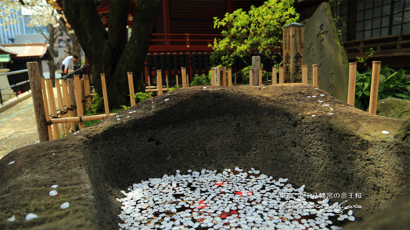 金王桜 壁紙