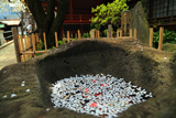 金王桜