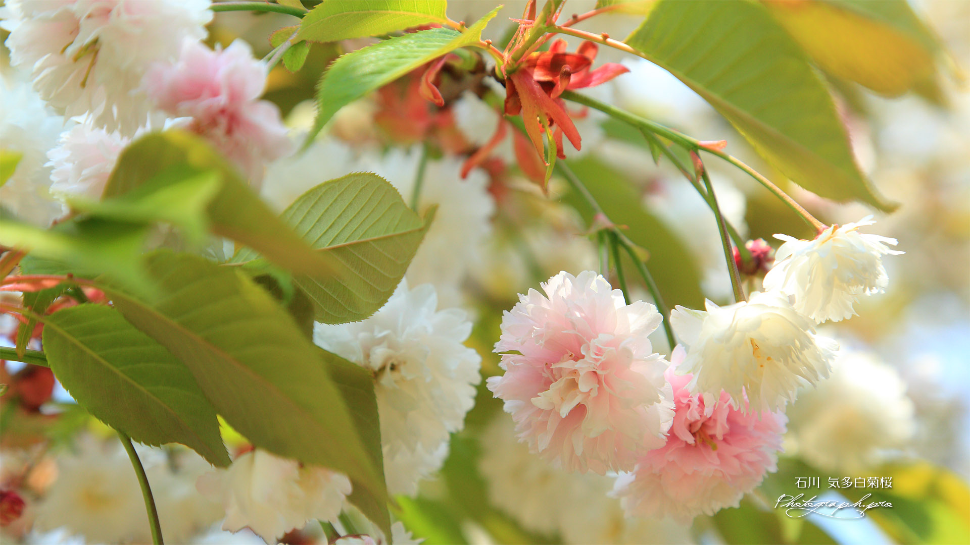 気多白菊桜