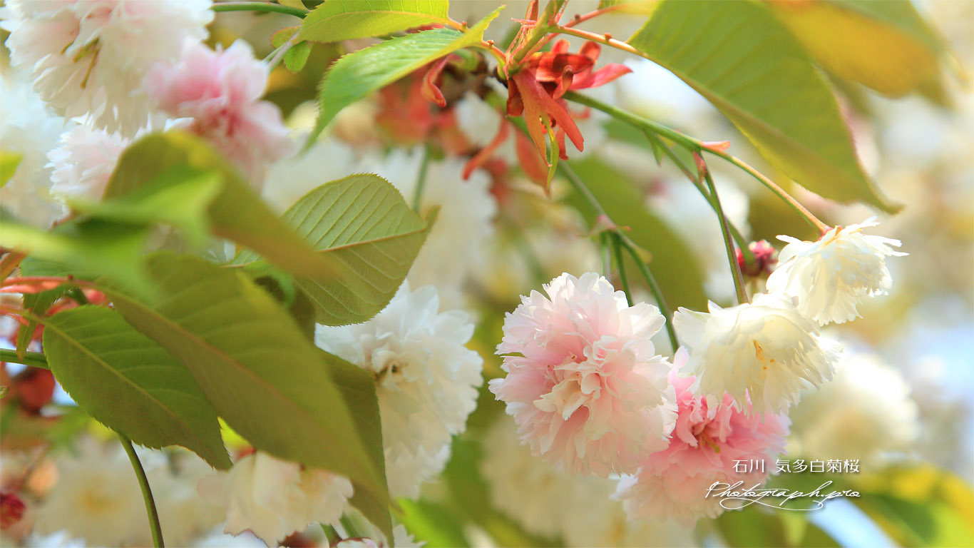 気多白菊桜 壁紙
