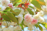 気多白菊桜