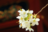 金王八幡宮の金王桜